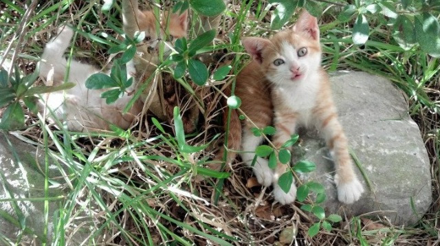 精彩纷呈的足球对决，热血激情四射！，足球对决图片