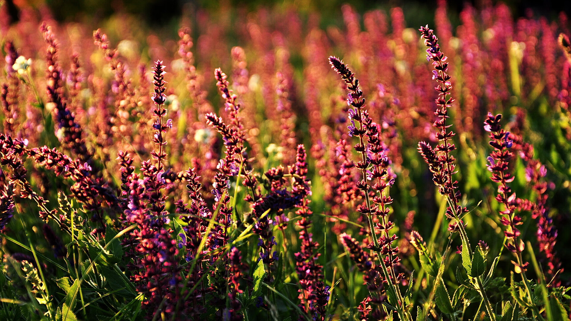 九游电脑版-李娜入选国际网球名人堂，网球选手李娜国籍