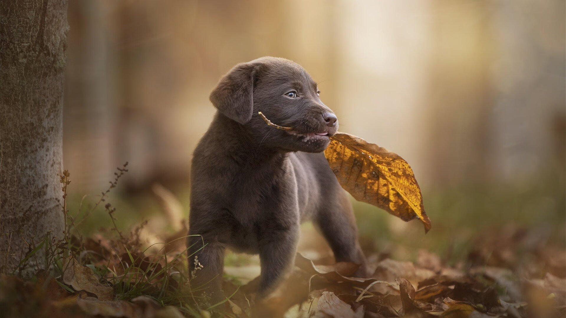 九游登录入口-科特迪瓦男篮在非洲锦标赛中持续升温，运动影响力巨大，科特迪瓦男篮排名